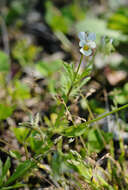 Слика од Viola arvensis Murray