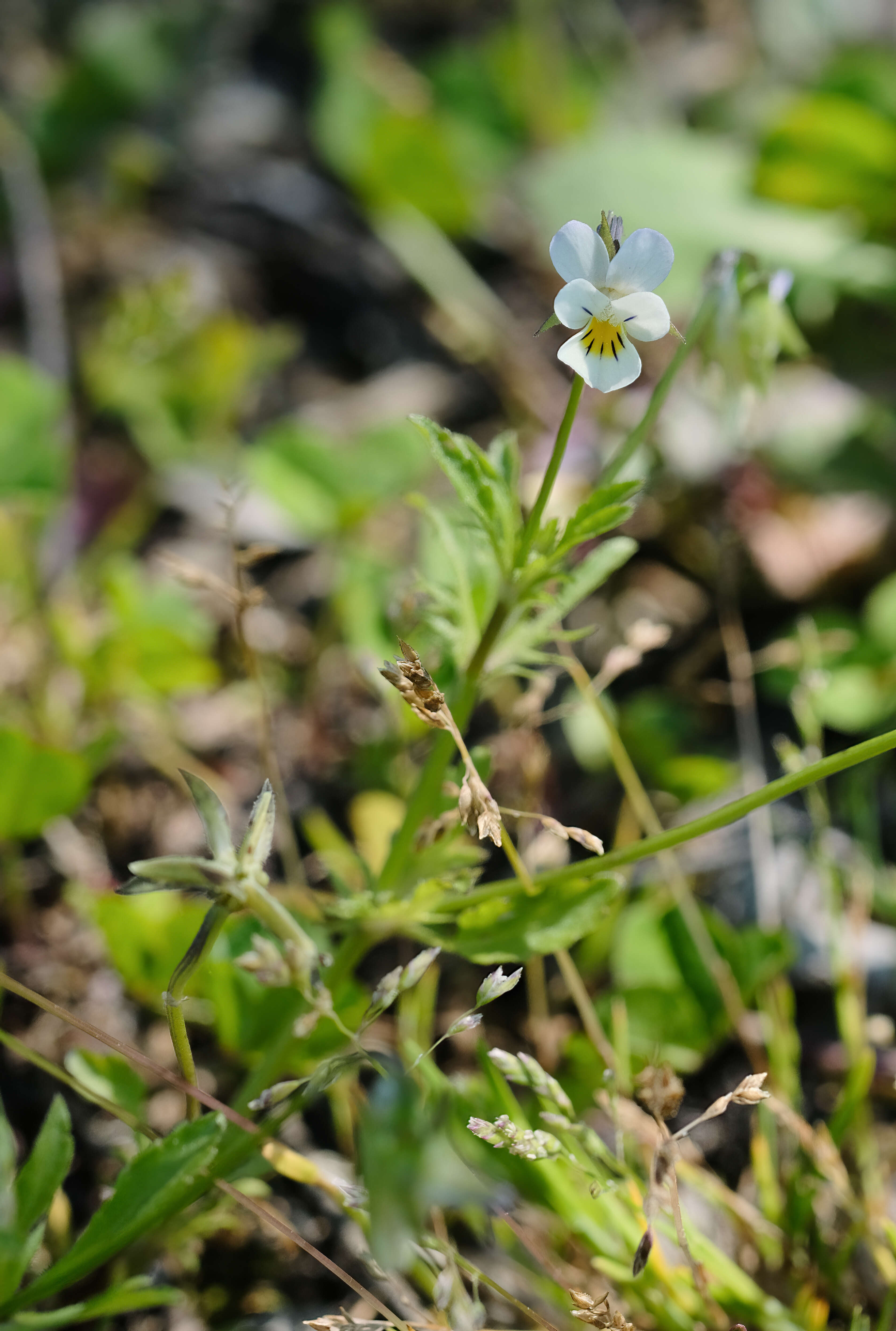 Слика од Viola arvensis Murray