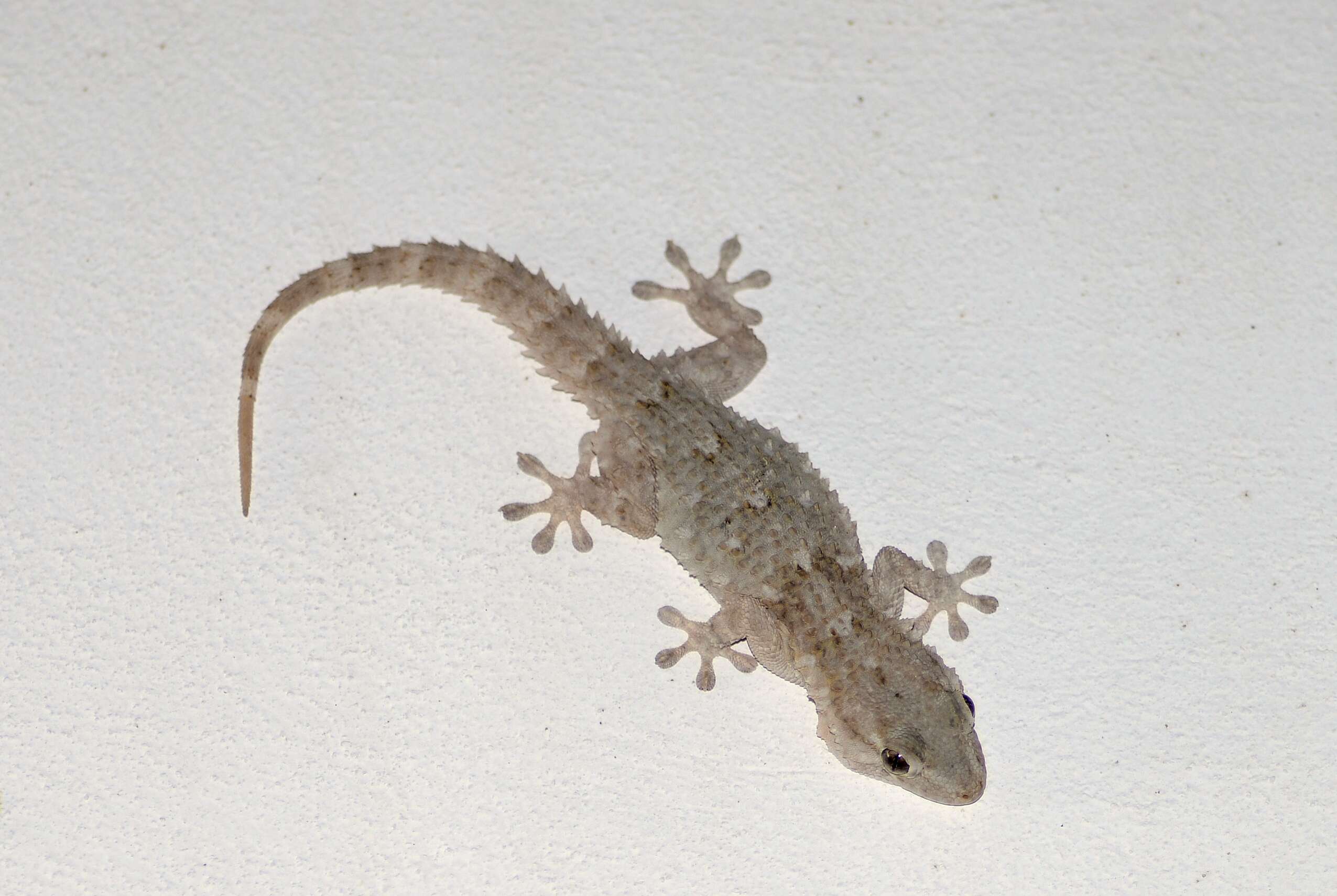 Image of Common Wall Gecko