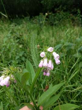 Plancia ëd Symphytum officinale L.