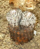 Image of Copiapoa cinerea (Phil.) Britton & Rose