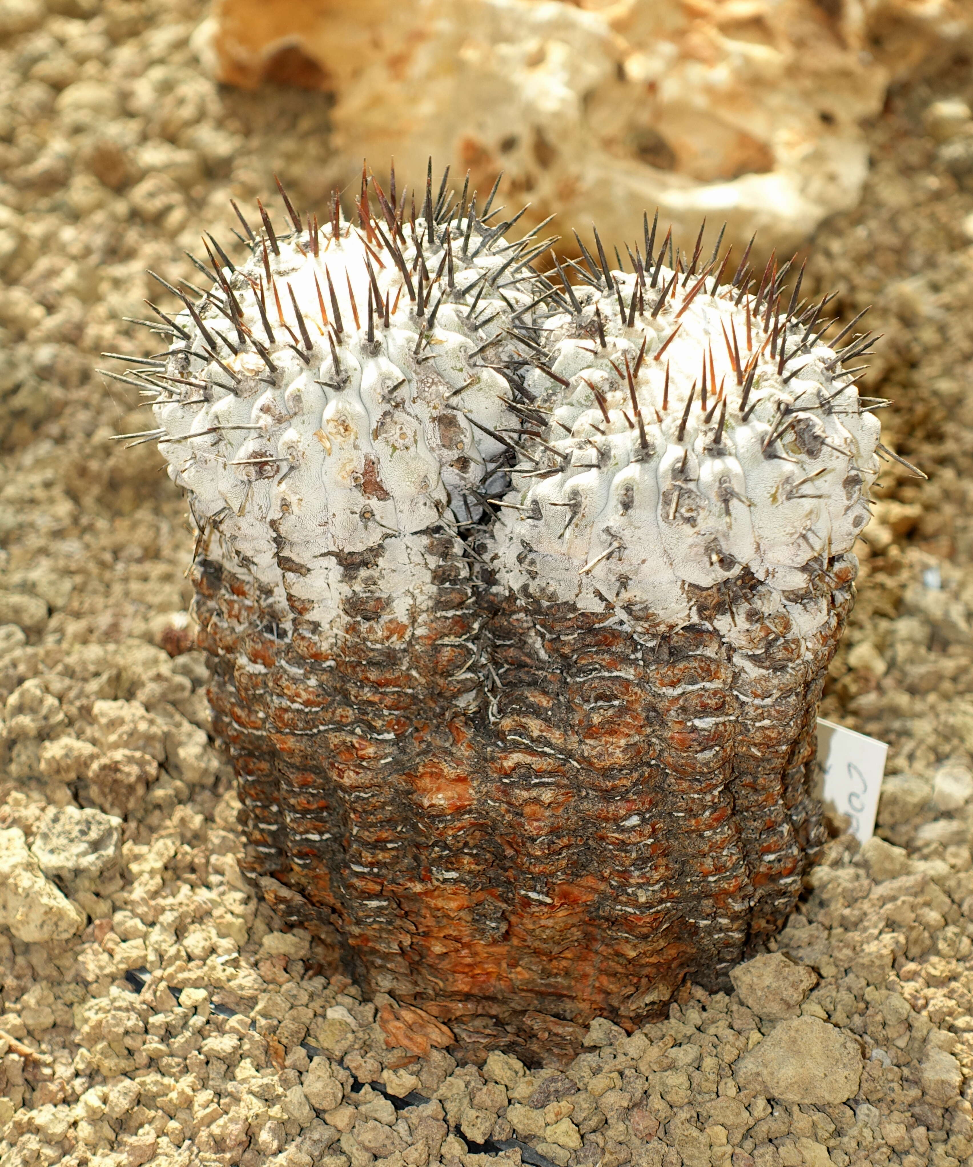 Image of Copiapoa cinerea (Phil.) Britton & Rose