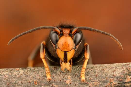 Image of Asian hornet