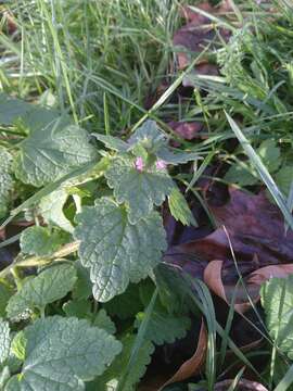 Image of purple archangel