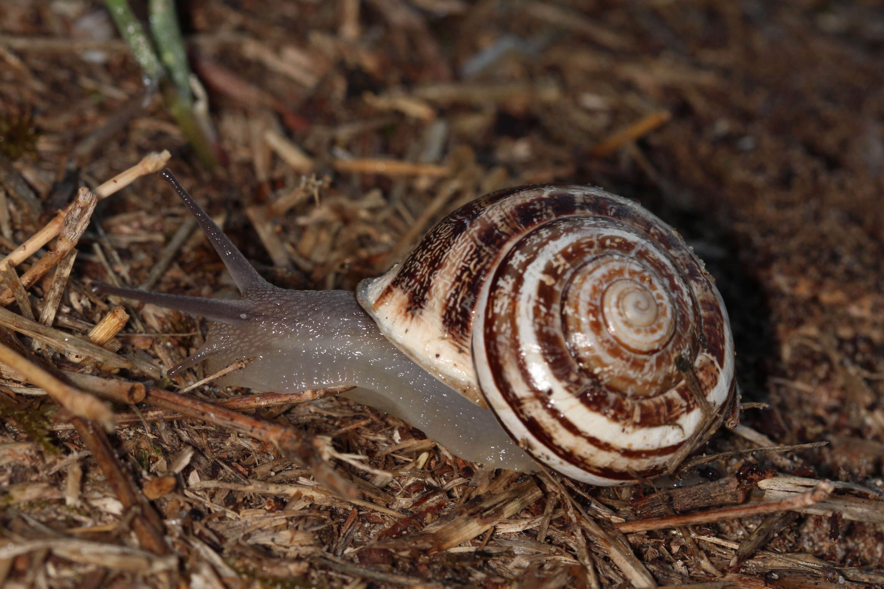 Image of Eobania vermiculata