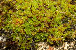 صورة Syntrichia ruralis Weber & D. Mohr 1803