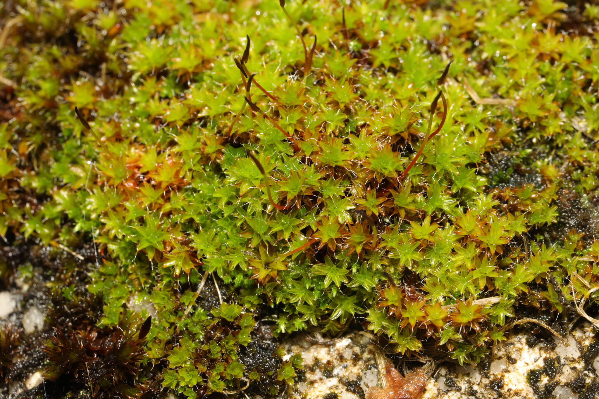 Plancia ëd Syntrichia ruralis Weber & D. Mohr 1803