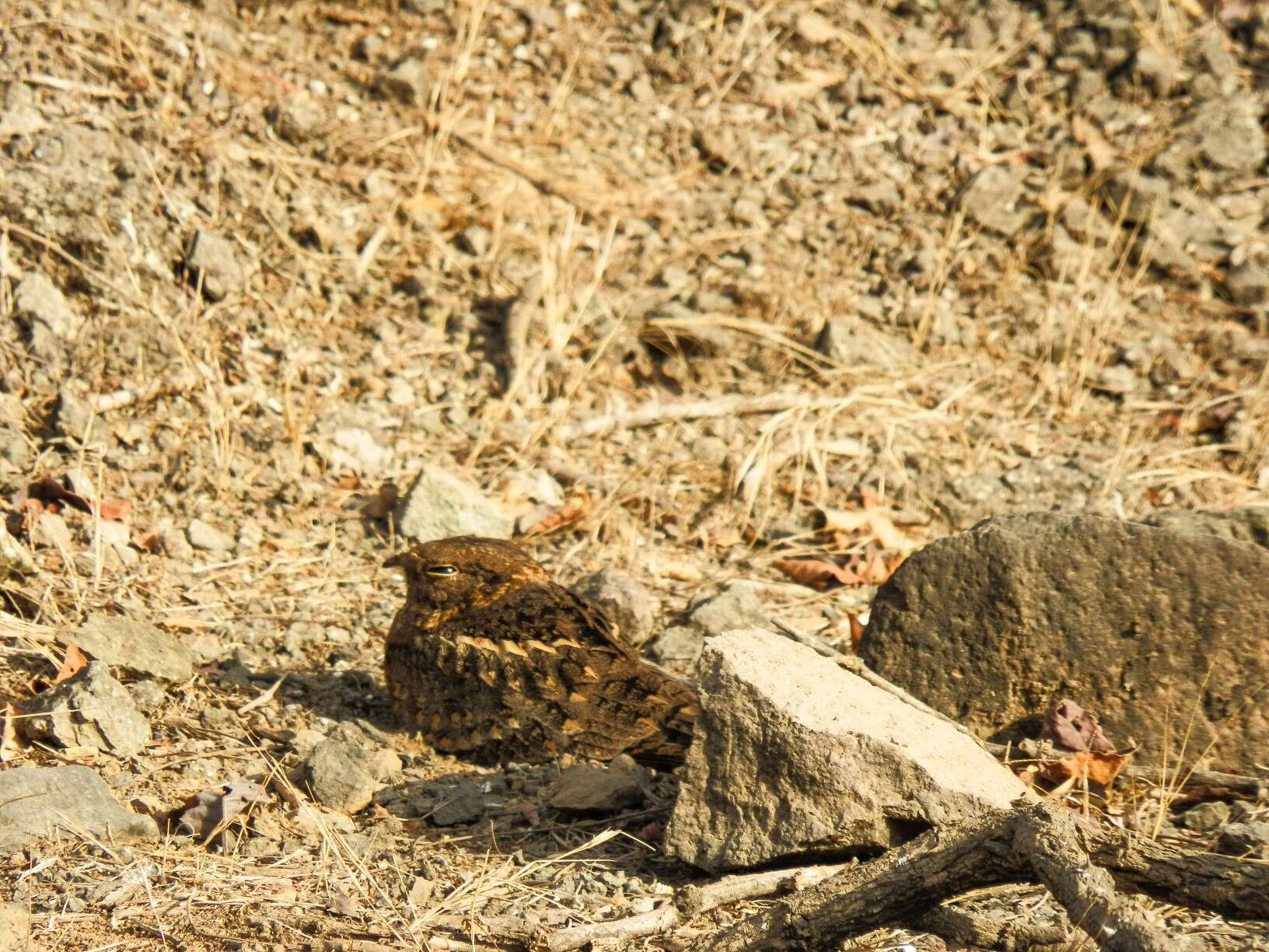 Image of Indian Nightjar