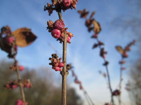 Sivun Symphoricarpos orbiculatus Moench kuva