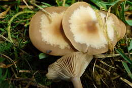 Image of Clitocybe