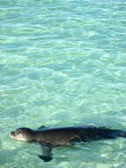 Image of Hawaiian Monk Seal