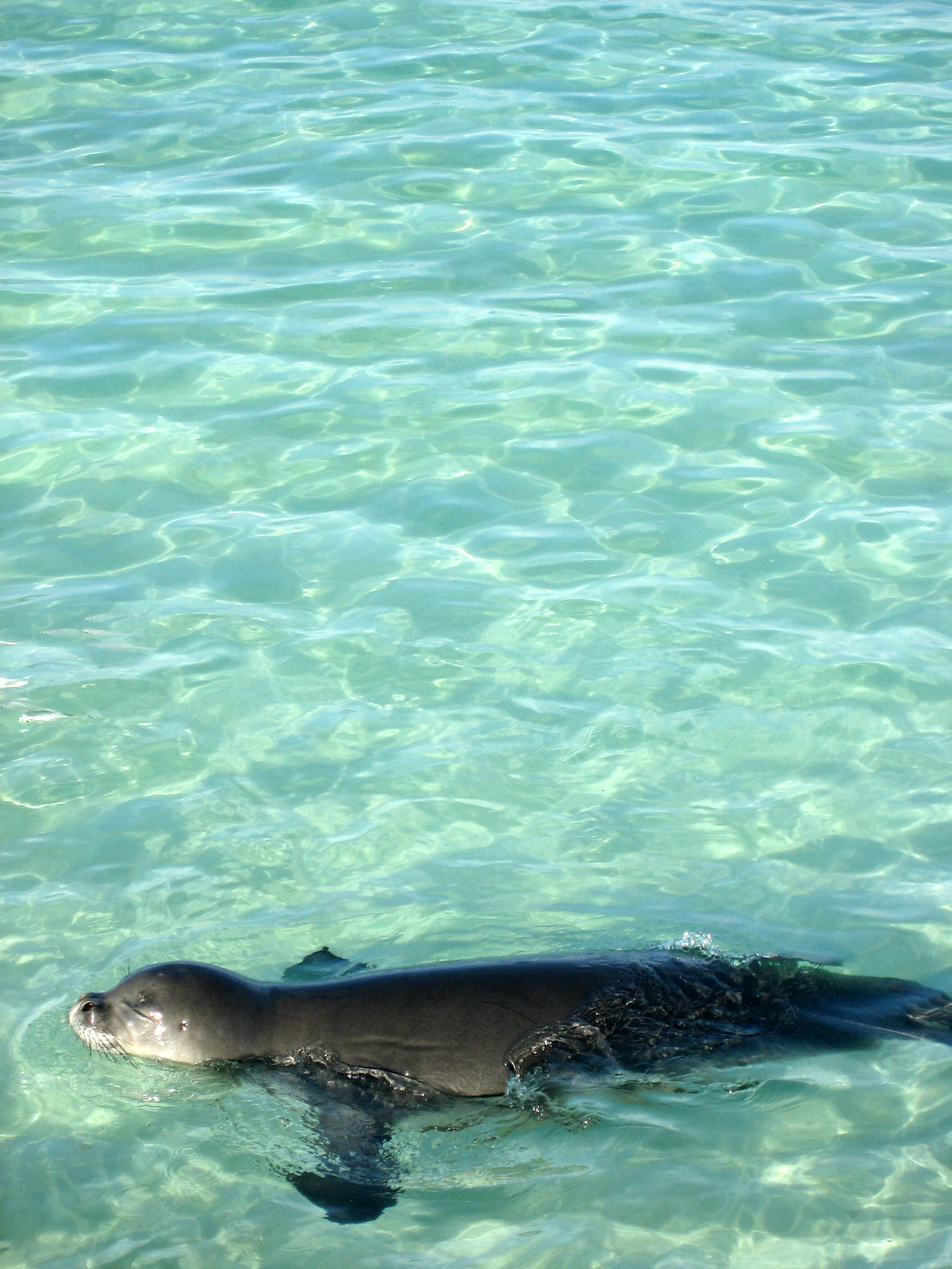 Image of Hawaiian Monk Seal