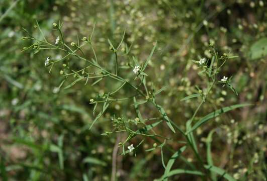 Image of flaxleaf