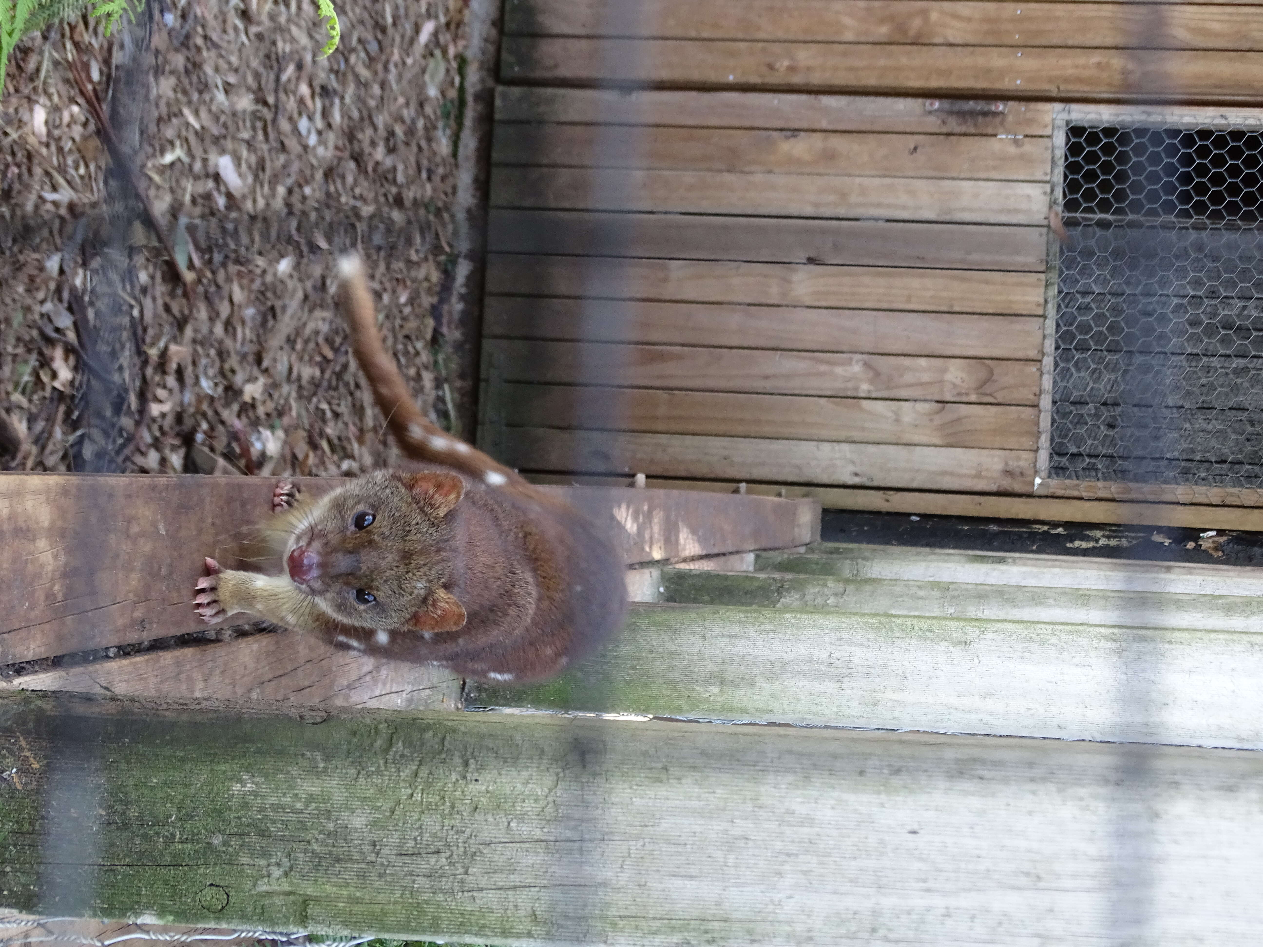 Imagem de Dasyurus viverrinus (Shaw 1800)