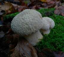 Imagem de Lycoperdon perlatum Pers. 1796