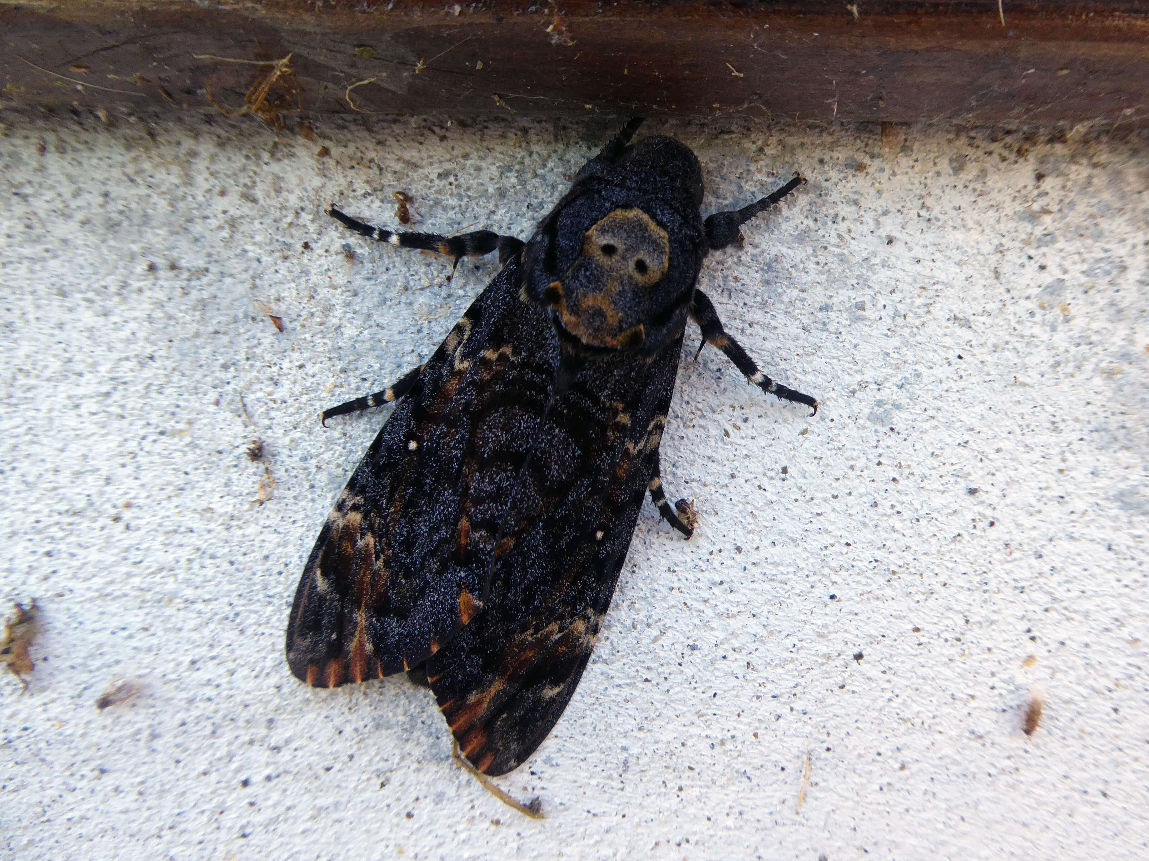 Imagem de Acherontia atropos (Linnaeus 1758)