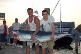 Image of mackerel sharks