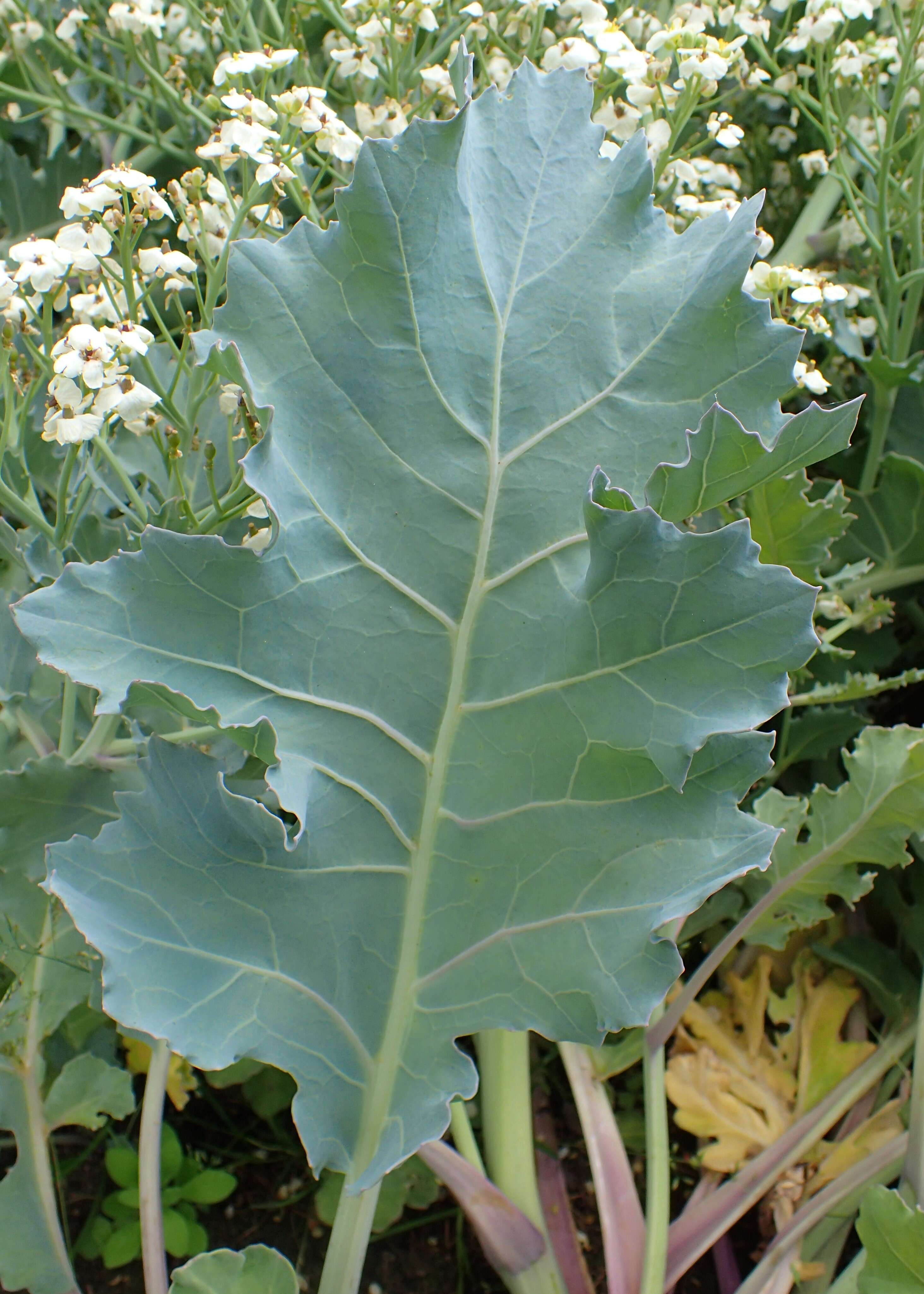 Image of sea kale