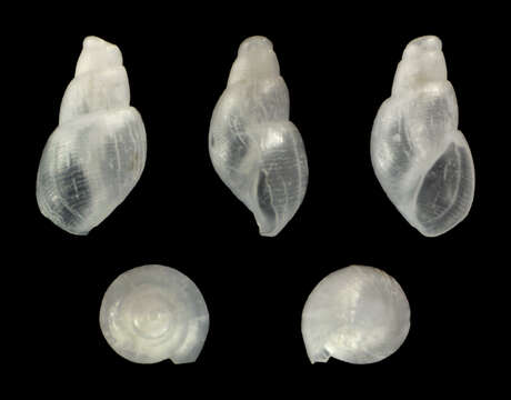 Image of Ondina modiola (Monterosato 1884)