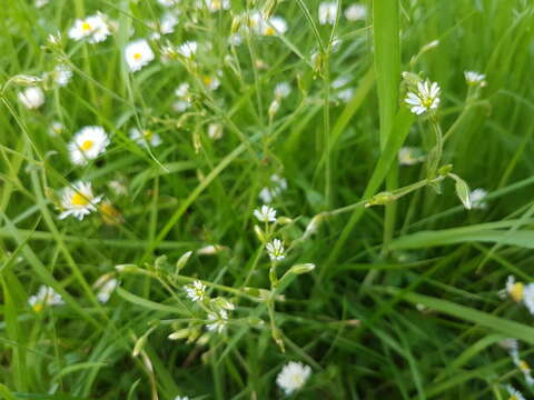 Image of common starwort