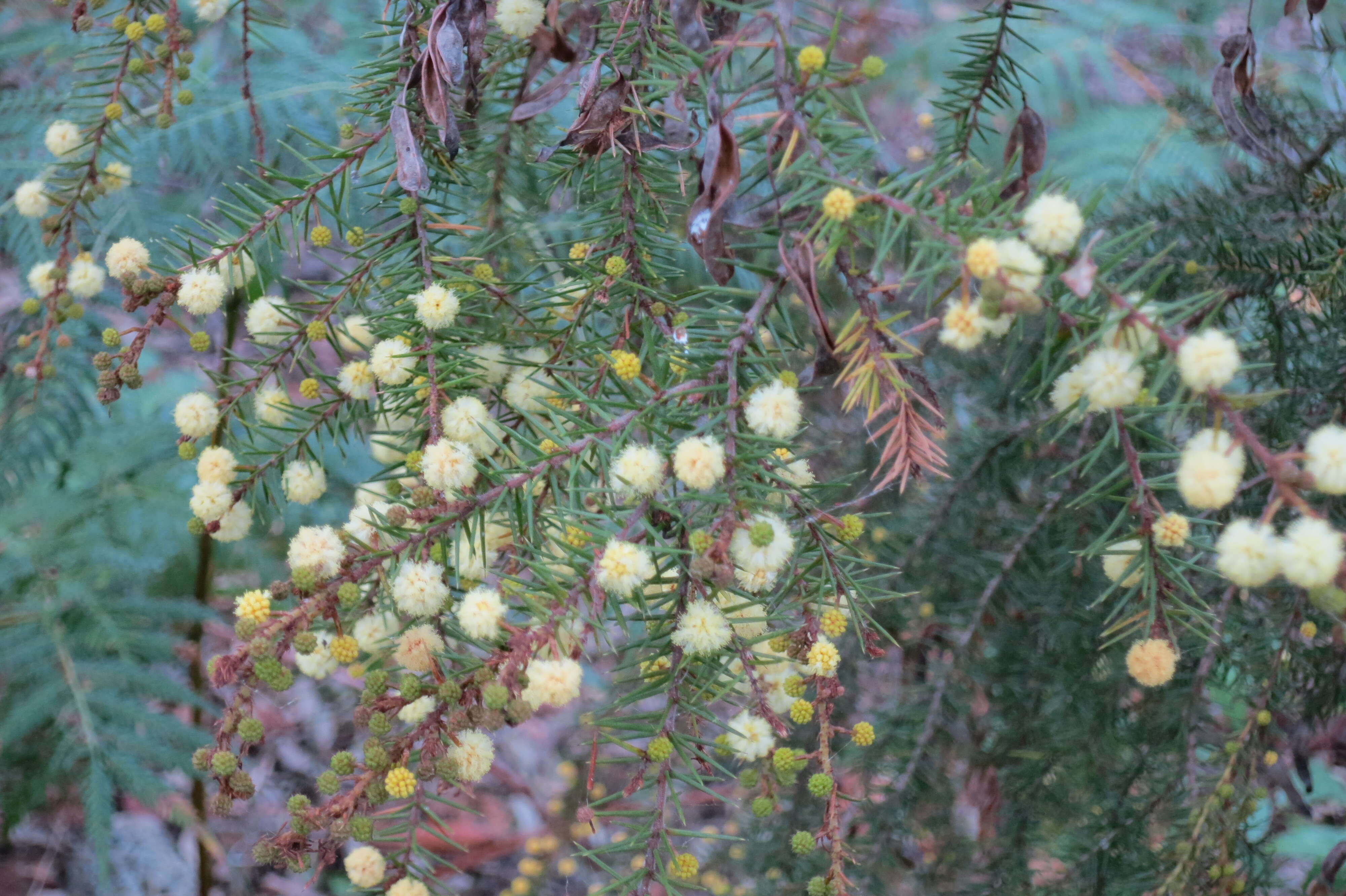 Image of juniper wattle