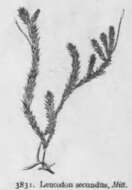 Image of leucodon moss