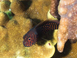 Image of Red-streaked Blenny