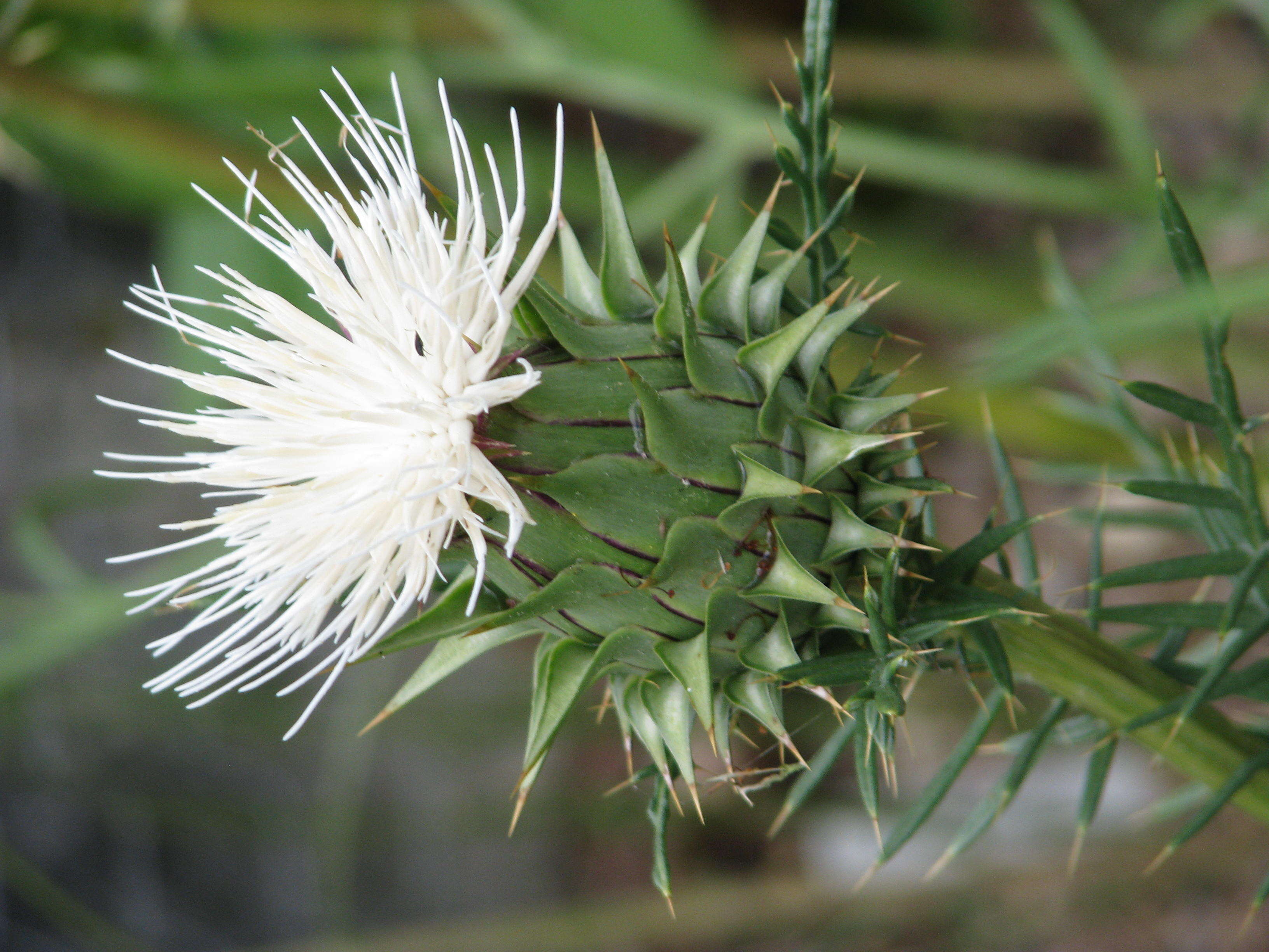 Image of Cynara humilis L.