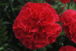 Image of carnation