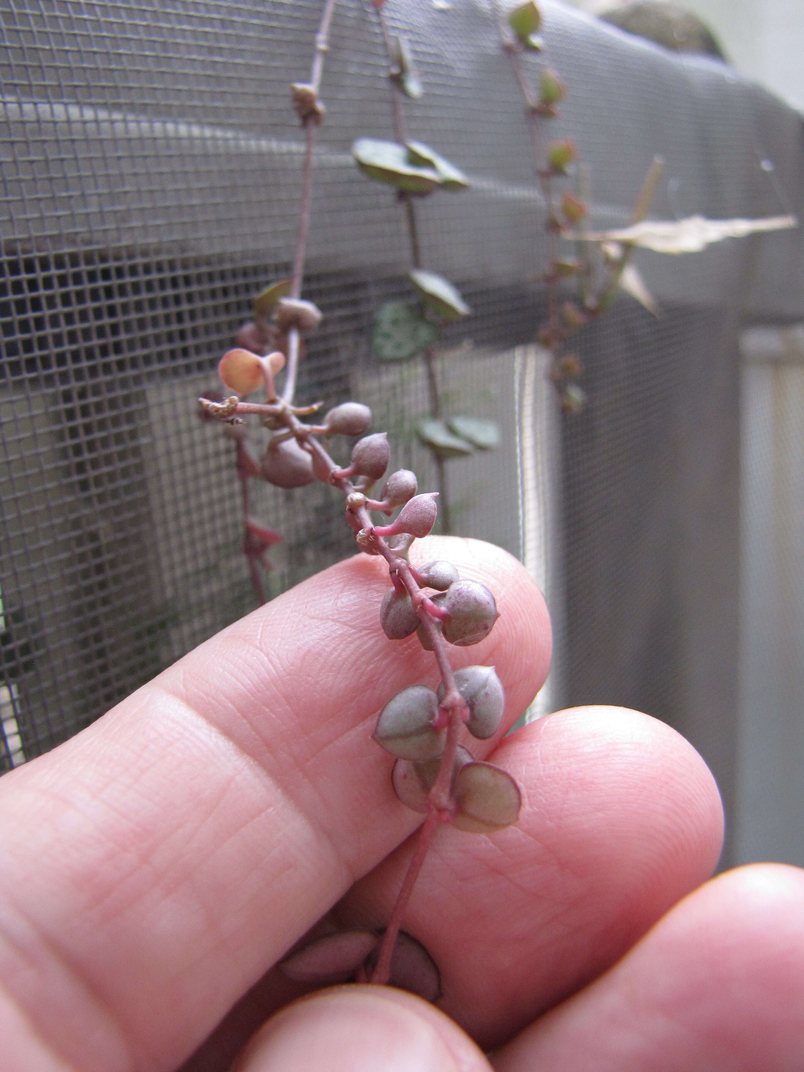 Image of Ceropegia collaricorona Werderm.