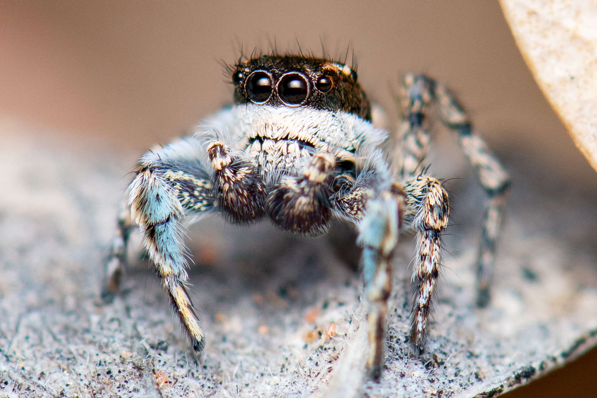 Image of Habronattus cognatus (Peckham & Peckham 1901)