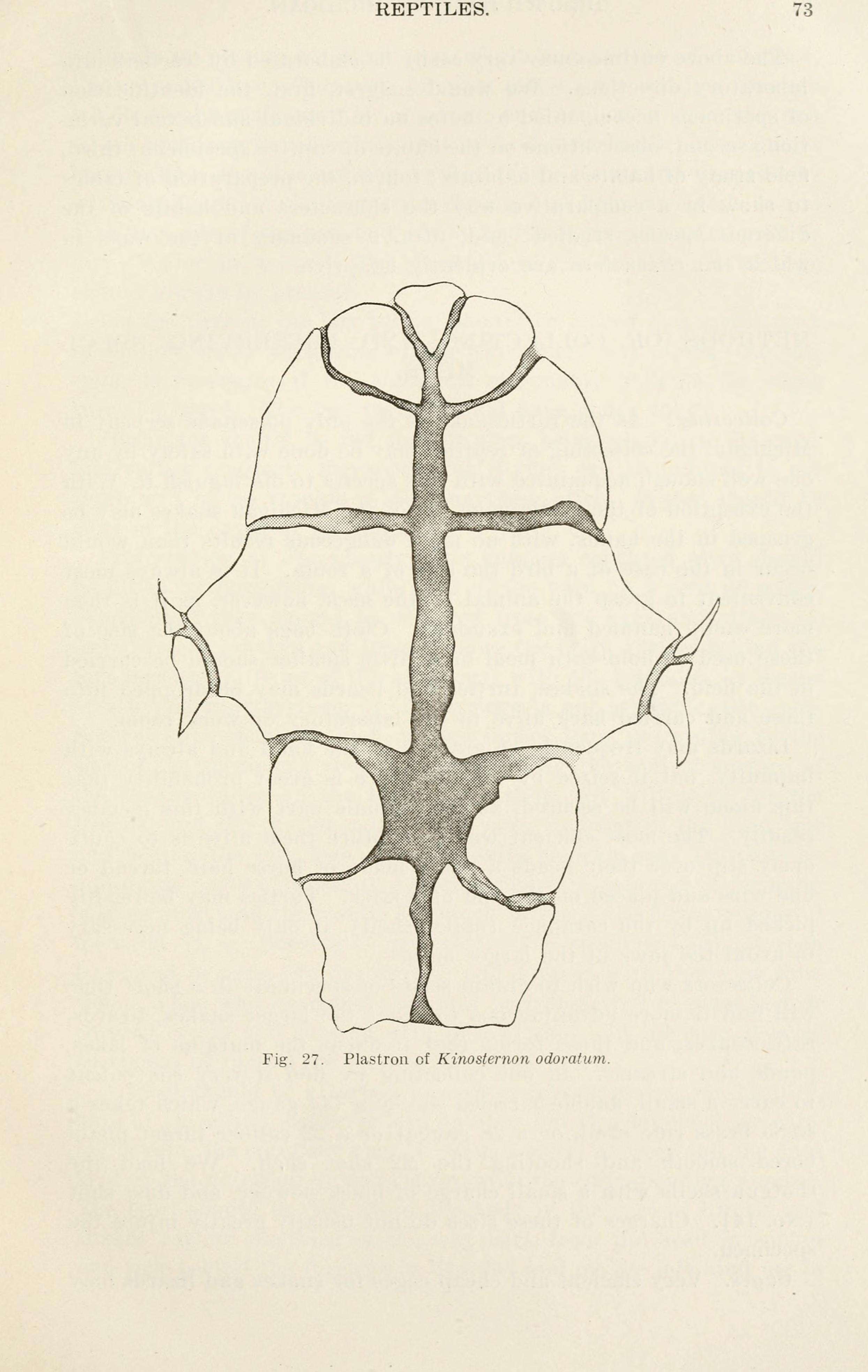 Image of Common Musk Turtle