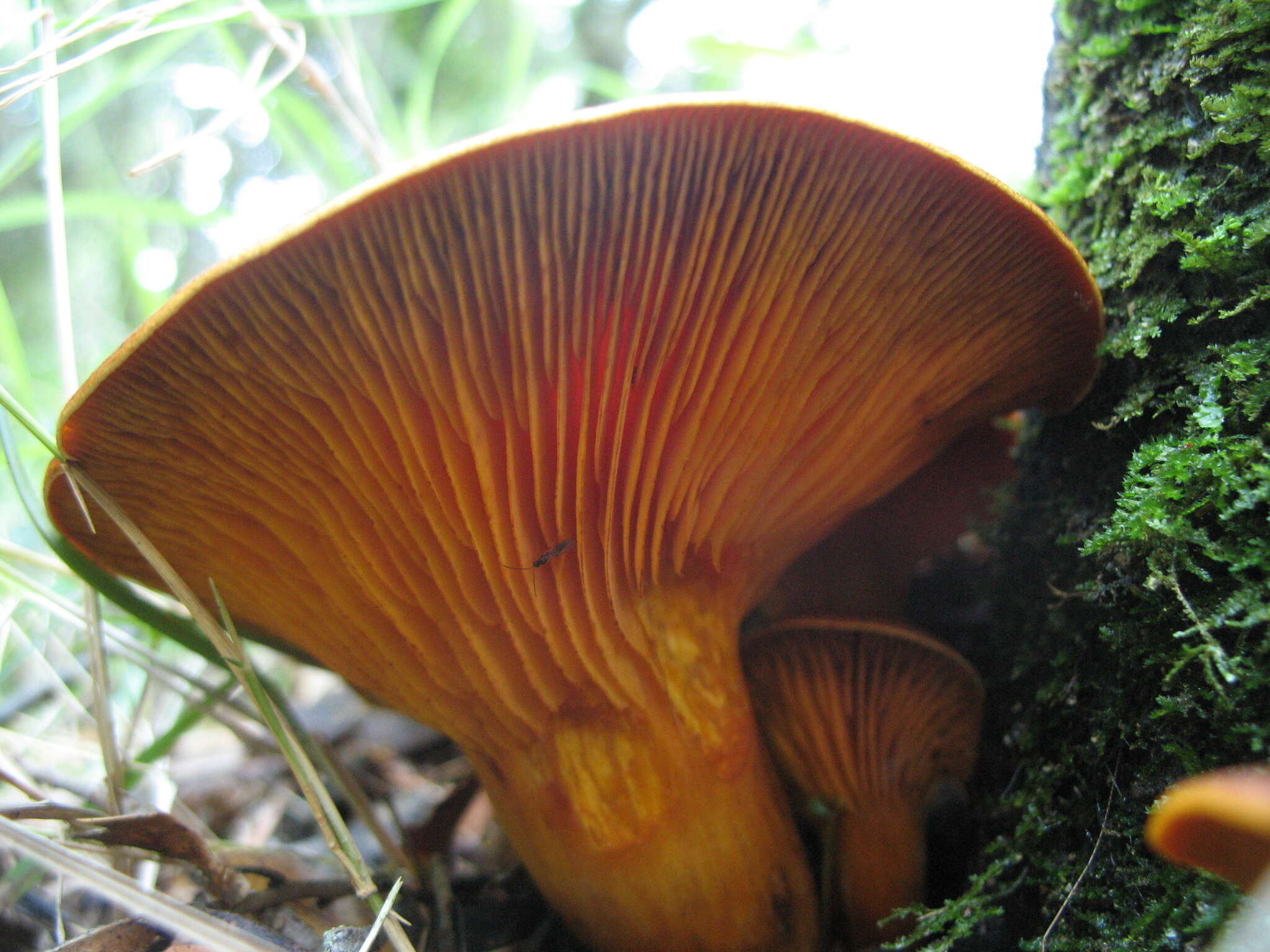 Image of Jack o'Lantern mushroom