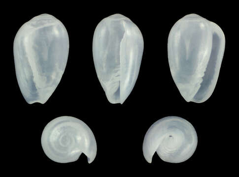Image of Gibberula celerae McCleery 2008