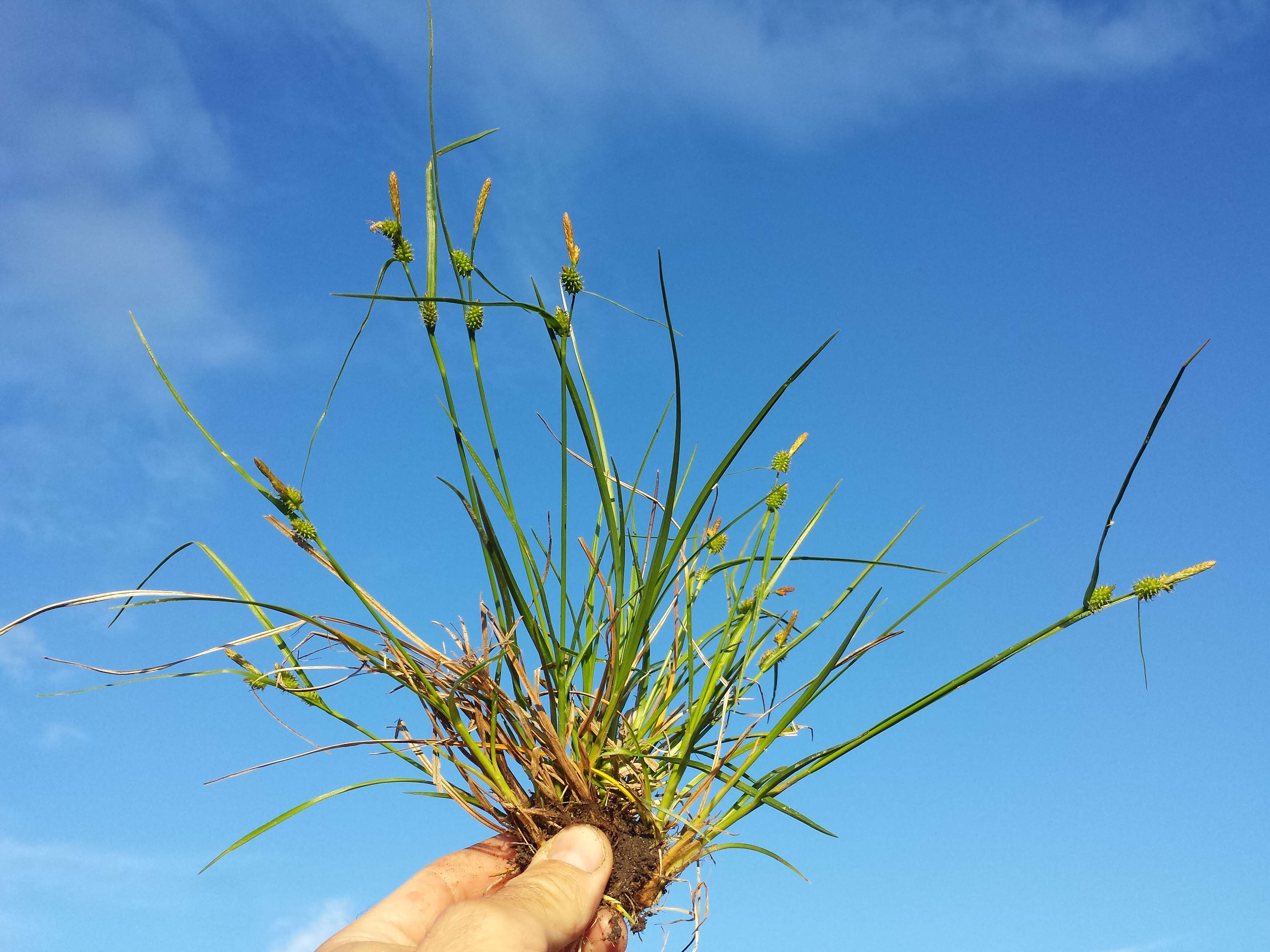 Image of Carex viridula