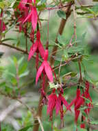 Fuchsia magellanica Lam. resmi