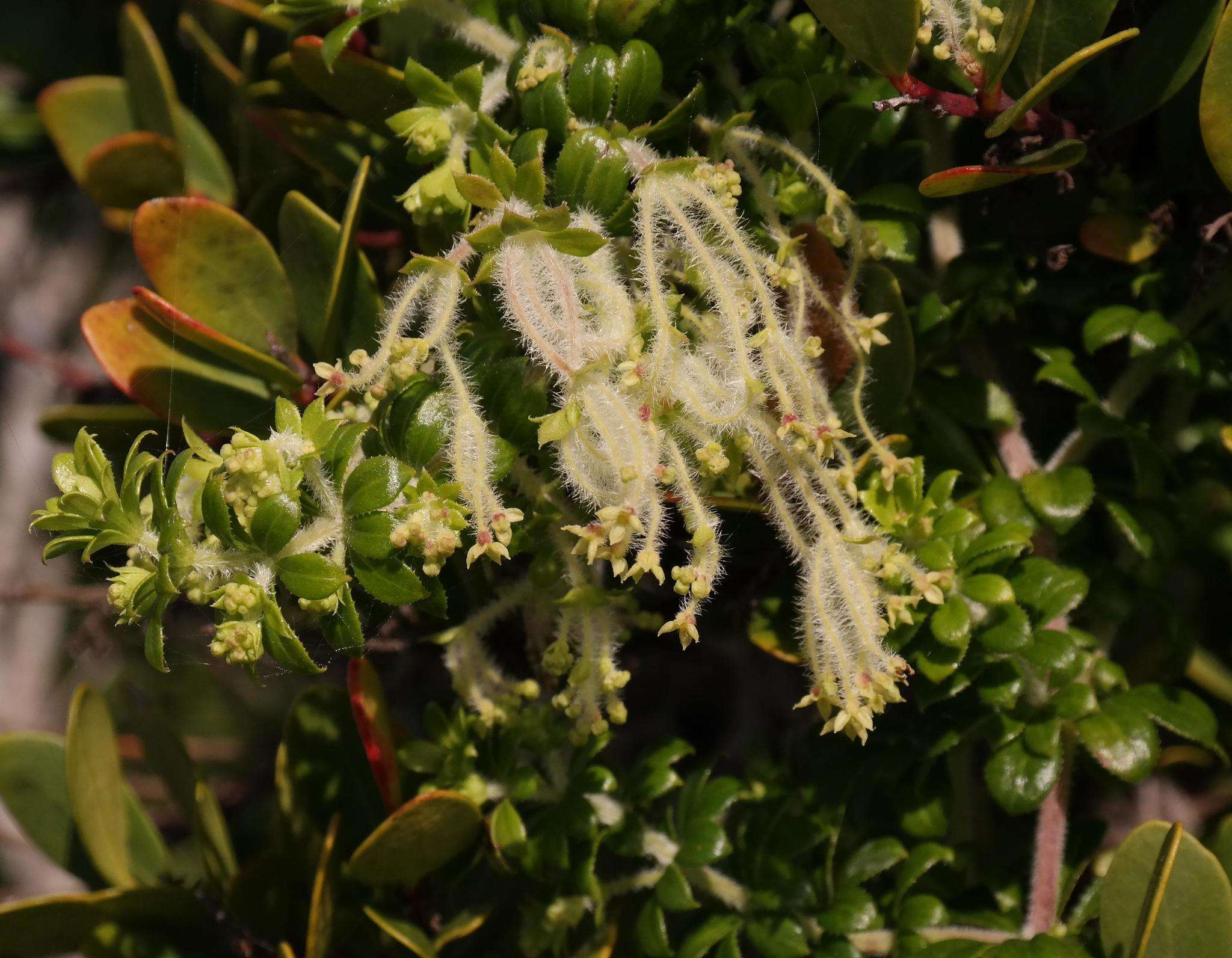 Image of bedstraw