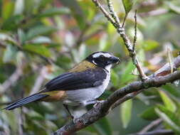 Image of Black-winged Saltator