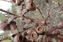 Image of Scarlett Pear Gum