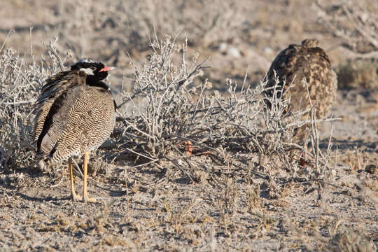 Image of Southern Black Bustard