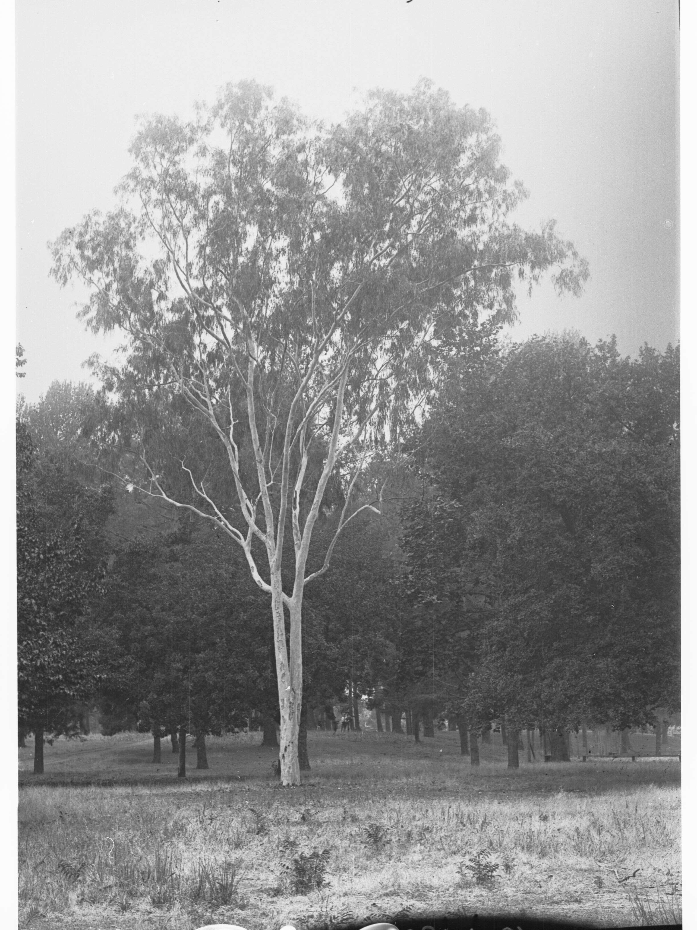 Image of lemonscented gum