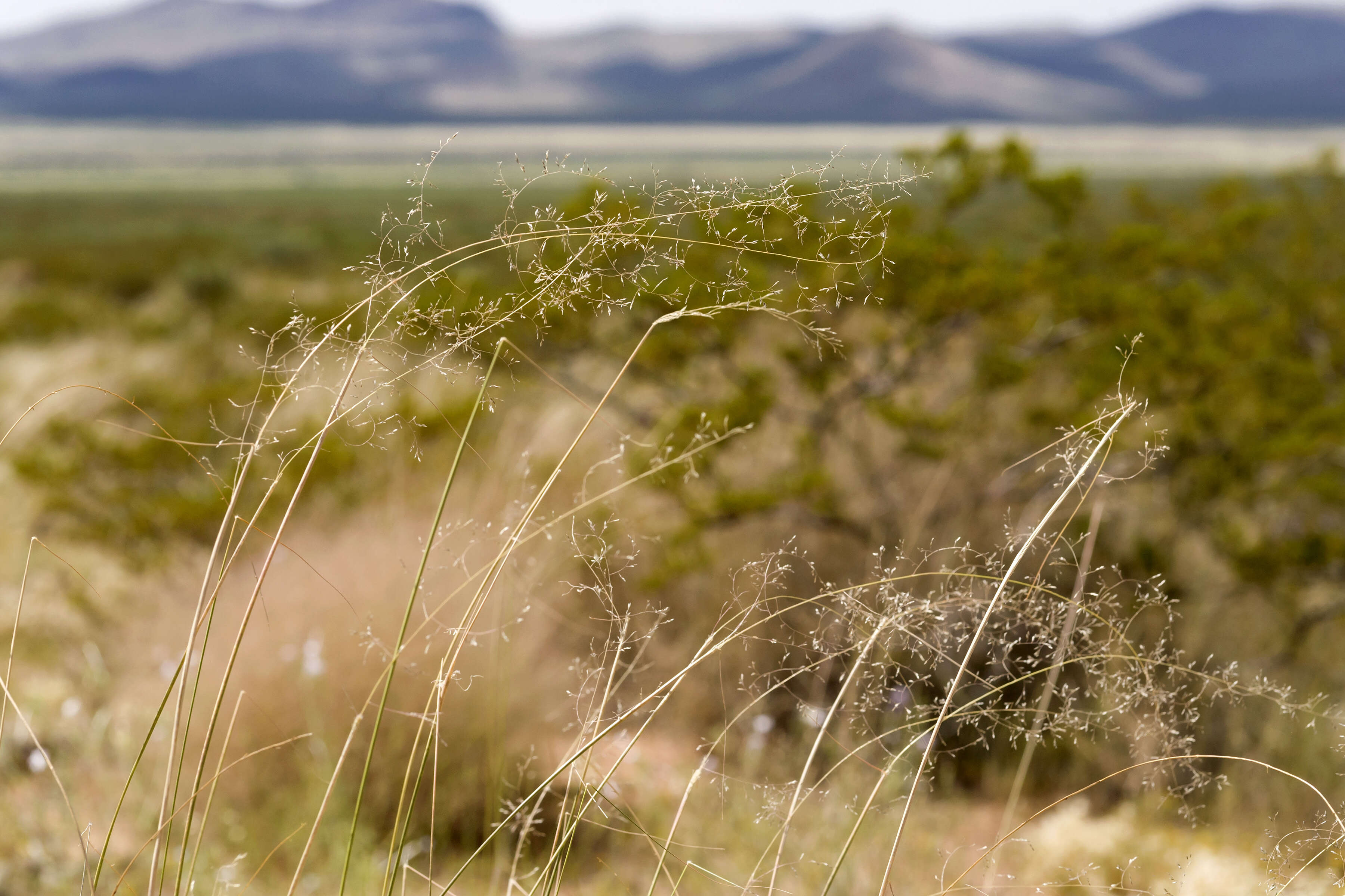 Image of mesa dropseed