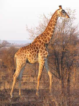 Image of Giraffe