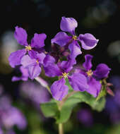 Imagem de Orychophragmus violaceus (L.) O. E. Schulz