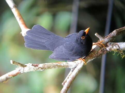 Imagem de Turdus serranus Tschudi 1844