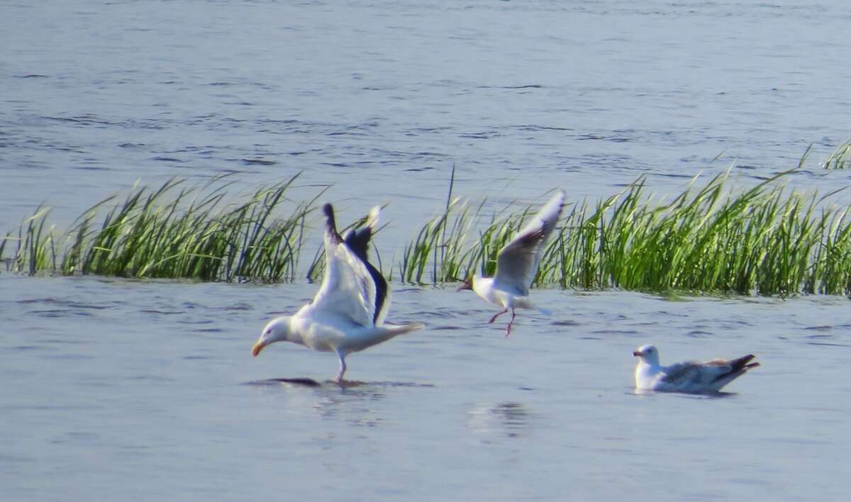 Image of Great Black-backed Gull