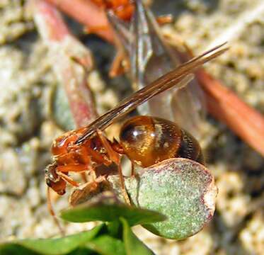 Image of False Honey Ant