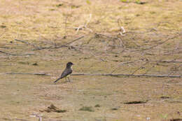 Image of Eastern Phoebe