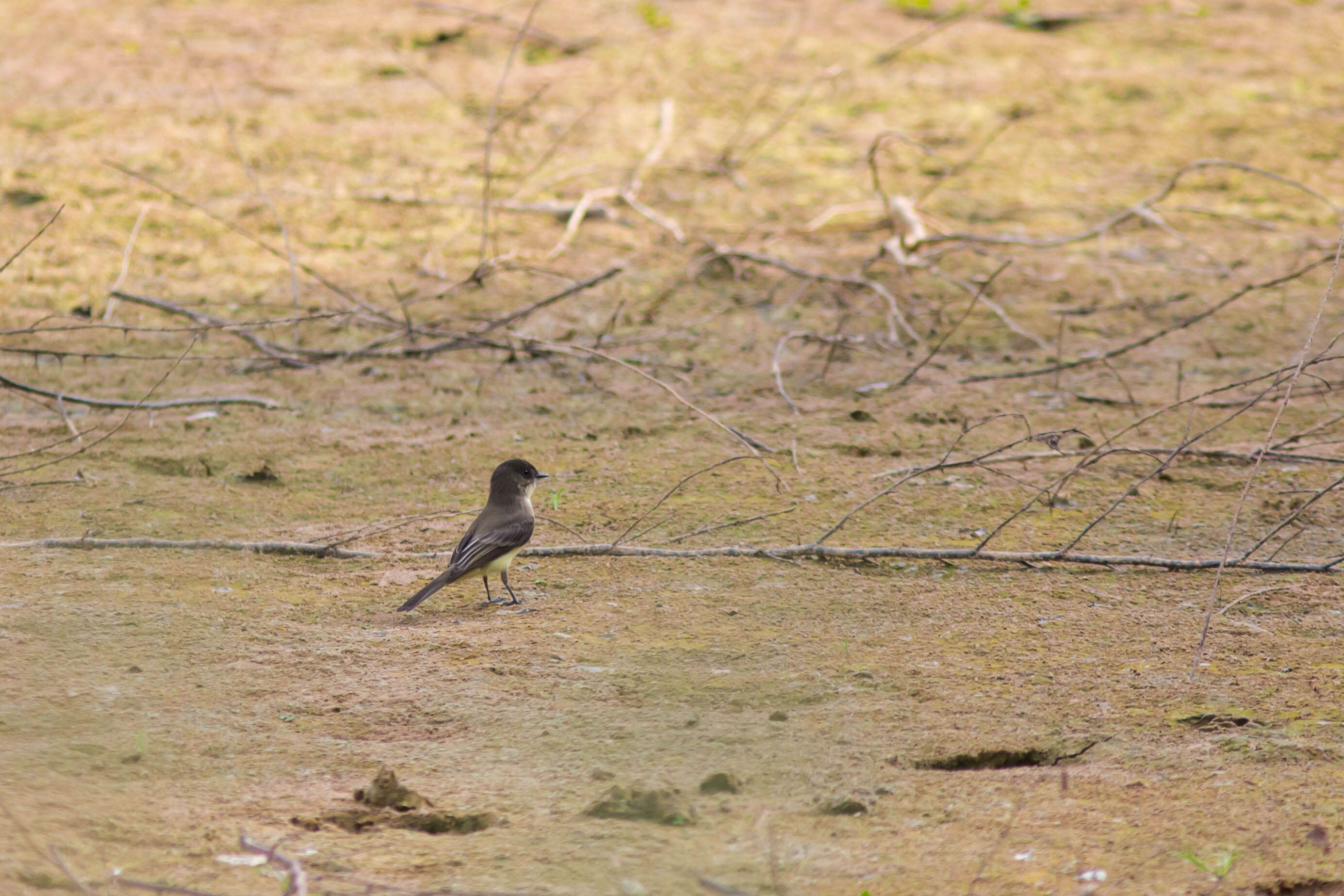 Image of Eastern Phoebe