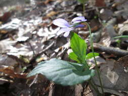 Image of early dog-violet